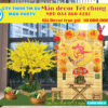 met-tre-trang-tri-tet-sanh-chung-cu
